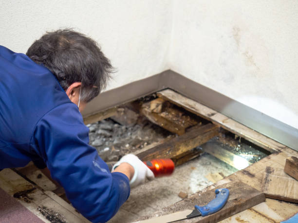 Best Residential Mold Inspection & Testing  in Manhasset, NY